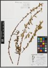 Foto von Salix acmophylla Boiss. x Salix alba L.